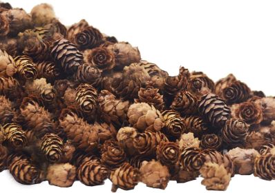 150 Pcs Christmas Natural Mini Pine Cones- 2CM Thanksgiving Small Pinecones Ornaments Vase Fillers for DIY Crafts, Home Decorations